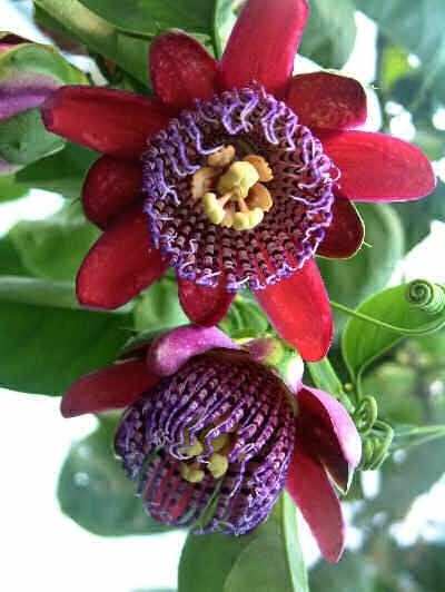 Dev Passiflora Çarkıfelek Çiçeği Tohumu(5 tohum)