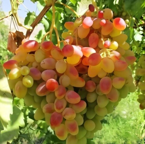 Tüplü Kokulu Geçci Gülpembe Şehrazat Soğuklarra Dayanıklı Üzüm Fidanı