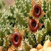 Huernia Zebrina Leş Kaktüsü (5.5 Luk Saksıda)
