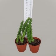 Huernia Zebrina Leş Kaktüsü (5.5 Luk Saksıda)