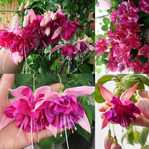 XXL Dev Çeçekli Bella Rosella Küpe Çiçeği Fidesi (5 adet) Paper Potta