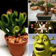 Crassula Ovata Gollum Shrek Sukulent(5.5 Luk Saksıda)