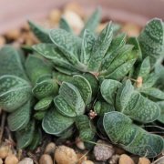 Gasteria Pillansi Sukulent (5.5 Luk Saksıda)