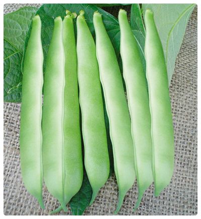 Boncuk Ayşe Oturak Fasulye Tohumu 2 kg