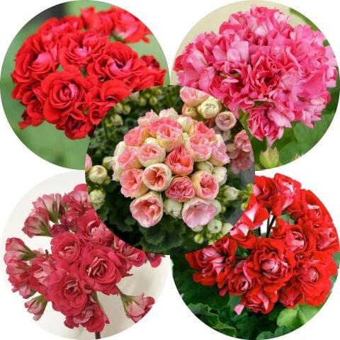 Koleksiyonluk Mixed Gül Sardunya Fidesi (5 adet)