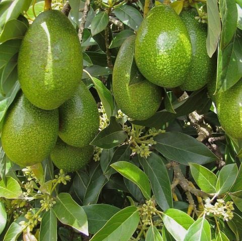 Tüplü Salkım İri Meyveli Zutano Avokado Fidanı