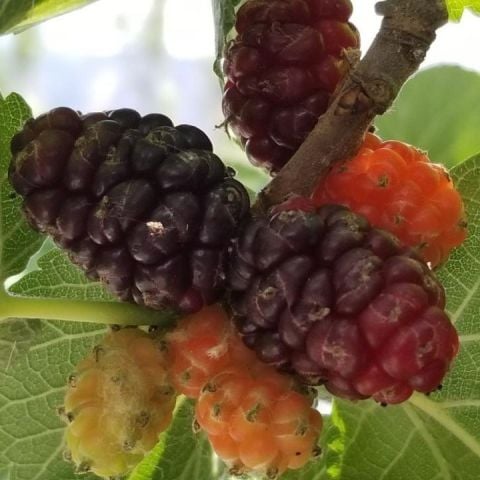 Tüplü Seneye Meyve Verir Durumda Ekşi Kara Dut Fidanı