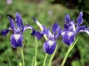 Blue Love İris Çiçeği Tohumu(20 tohum)