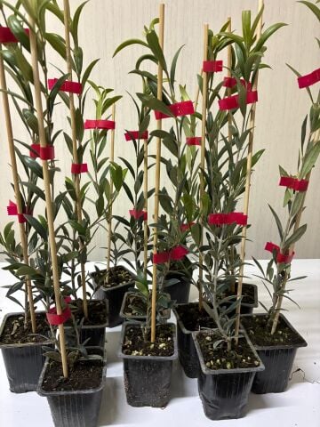 Bambulu Jumbo Boy Nikah Promosyon Organizasyon İçin Bodur  Mini Saksıda Zeytin Fidanı (10 adet)