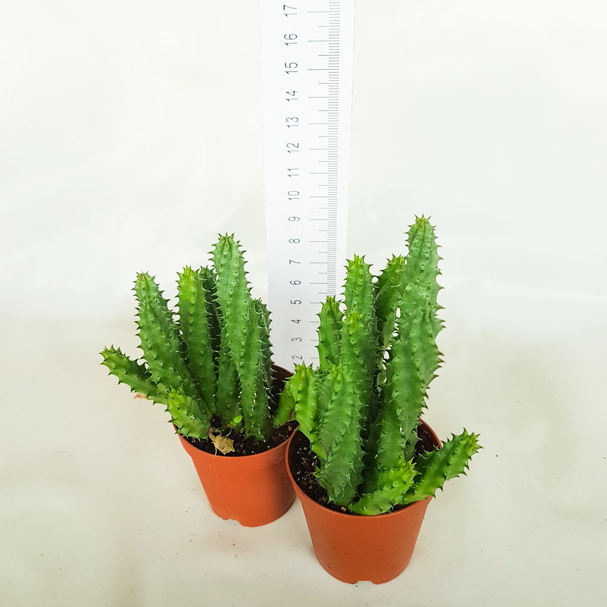 Huernia Angolensis Leş Kaktüsü