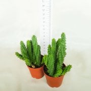 Huernia Angolensis Leş Kaktüsü