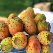 Tüplü Dikenli İncir Fidanı (Hint İnciri)