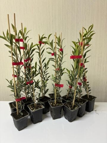 Bambulu Jumbo Boy Nikah Düğün Organizasyon İçin Hediyelik Bodur Zeytin Fidanı (50 adet)