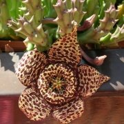 Orbea Variegata Leopar Çiçekli Leş Kaktüsü