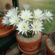 İri Beyaz Çiçekli Echinopsis Subdenudata Kaktüs (5.5 Luk Saksıda)