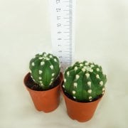 İri Beyaz Çiçekli Echinopsis Subdenudata Kaktüs (5.5 Luk Saksıda)