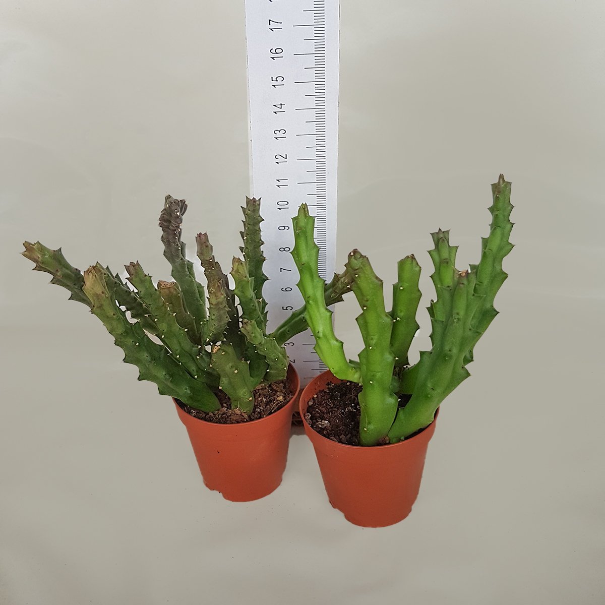 Orbea Variegata Leopar Çiçekli Leş Kaktüsü