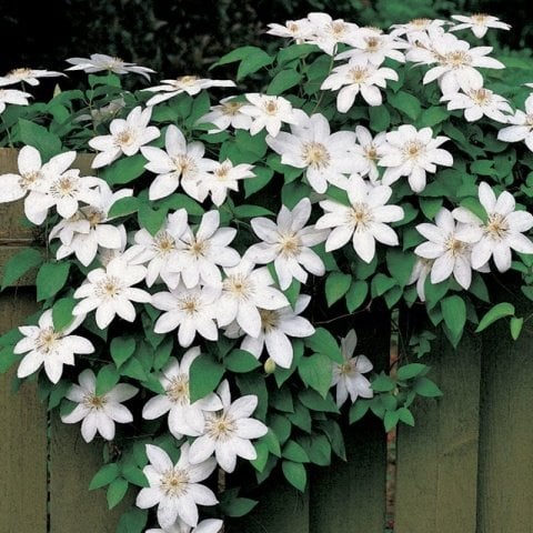 Fuyu No Tabi Clematis Çiçeği (1 Kök)