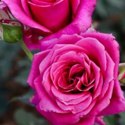 Açık Kök Aşılı Lolly Koyu Pembe Kokulu Yediveren Gül Fidanı