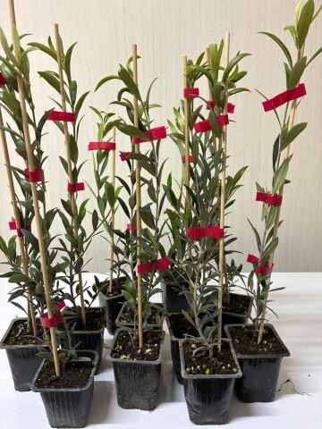 Bambulu Jumbo Boy Nikah Düğün Organizasyon İçin Bodur Mini Saksıda Zeytin Fidanı (100 adet)