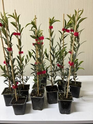 Bambulu Jumbo Boy Nikah Düğün Organizasyon İçin Bodur Mini Saksıda Zeytin Fidanı (100 adet)