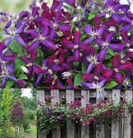 Parfüm Kokulu Sweet Summer Love Clematis Orman Sarmaşığı Fidanı