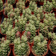 Crassula Perforata Variegata Sukulent