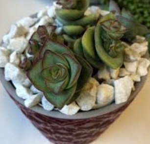 Crassula Perforata Variegata Sukulent
