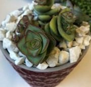 Crassula Perforata Variegata Sukulent