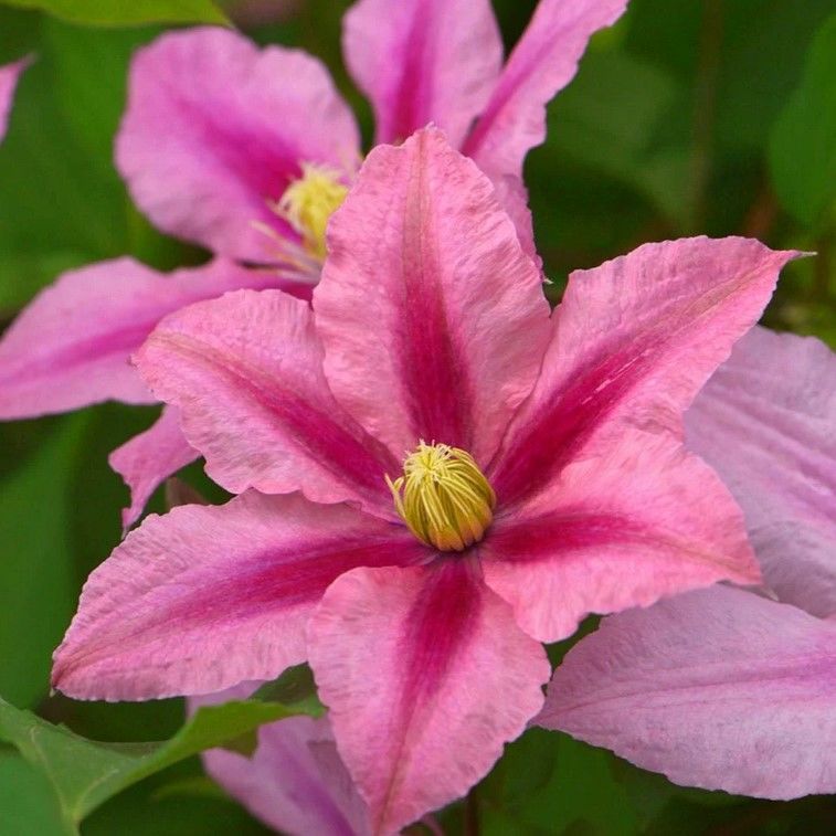 Rosamunde Pembe Çizgili Clematis Orman Sarmaşığı Fidanı