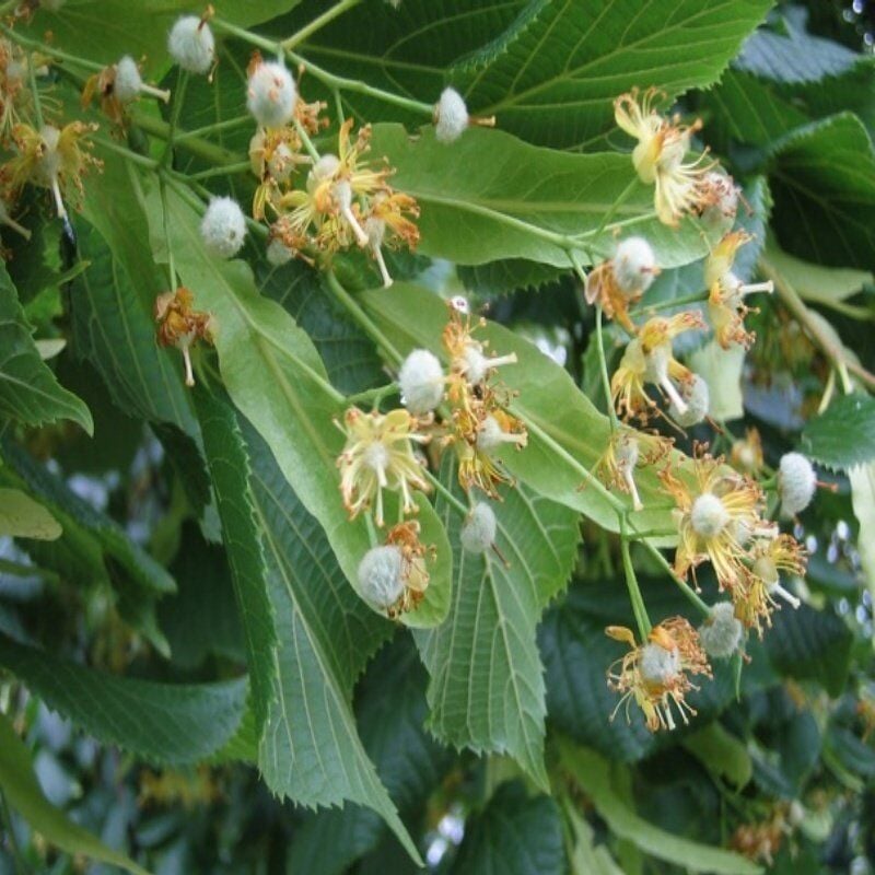 Yoğun Kokulu Nova Aşılı Ihlamur Ağacı Fidanı Seneye Çiçek Açar