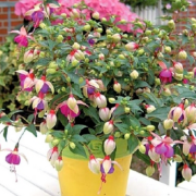 Blush Violet Küpe Çiçeği Fidesi (3 adet)