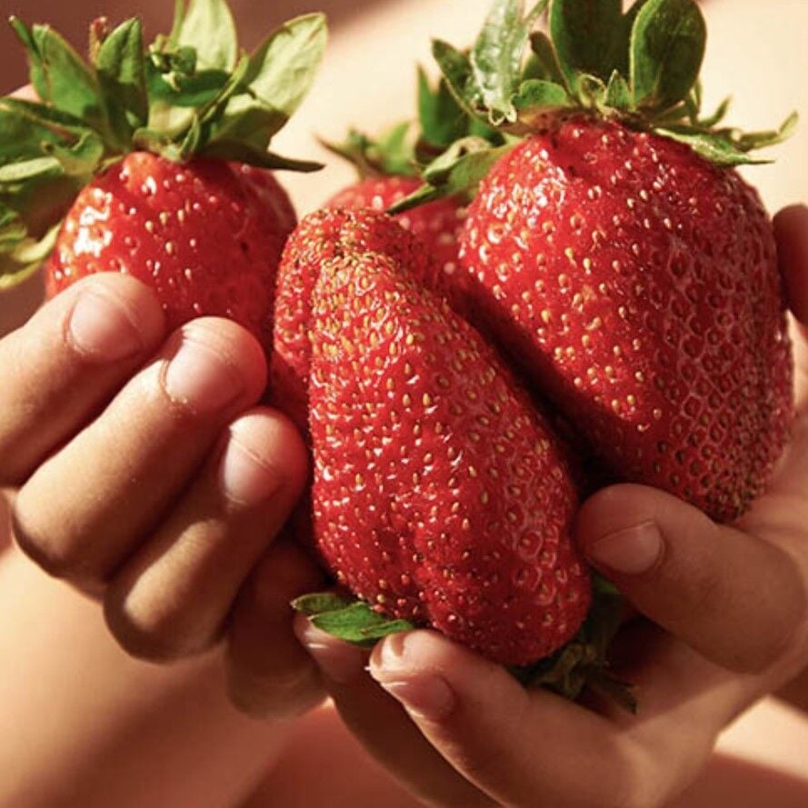 Soğuklara Dayanıklı Frigo Yediveren Çilek Fidesi  Soğuklara Dayanıklı (4 adet)