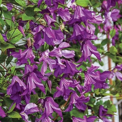 Pamiat Serdtsa Clematis Orman Sarmaşığı Fidanı