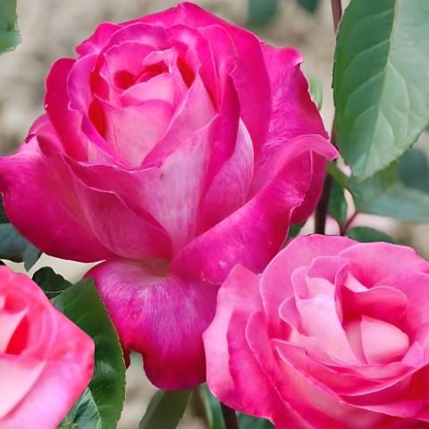 Açık Kök Aşılı Rose Dot Pembe Beyaz Yediveren Kokulu Gül Fidanı