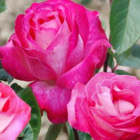 Açık Kök Aşılı Rose Dot Pembe Beyaz Yediveren Kokulu Gül Fidanı