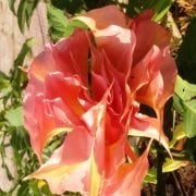 Tüplü Yoğun Kokulu Yavruağzı Renkli Brugmansia Meleklerin Borazanı Çiçeği Fidanı 7 Yaş (200-300 cm)