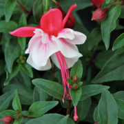 Leonida Double Red White Katmerli Küpe Çiçeği Fidesi (3 adet)