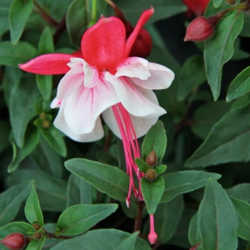 Leonida Double Red White Katmerli Küpe Çiçeği Fidesi (3 adet)