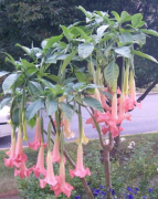 Tüplü Yoğun Kokulu Yavruağzı Renkli Brugmansia Meleklerin Borazanı Çiçeği Fidanı 7 Yaş (200-300 cm)