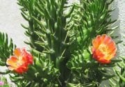 Austrocylindropuntia Subulata Monstrosa Kaktüs (5.5 Luk Saksıda)