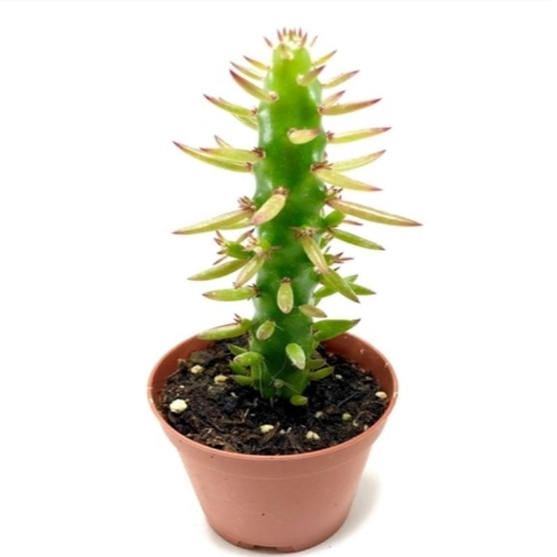 Austrocylindropuntia Subulata Monstrosa Kaktüs (5.5 Luk Saksıda)