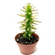 Austrocylindropuntia Subulata Monstrosa Kaktüs (5.5 Luk Saksıda)