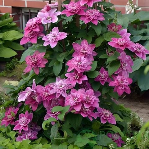 My Beauty Clematis Orman Asması Çiçeği Fidanı
