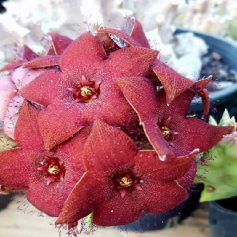 Orbea Melanantha Leş Kaktüsü