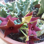 Orbea Melanantha Leş Kaktüsü