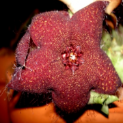 Orbea Melanantha Leş Kaktüsü