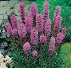 Nadir Mars Blazing Liatris Çiçeği Tohumu(15 tohum)