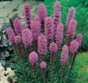 Nadir Mars Blazing Liatris Çiçeği Tohumu(15 tohum)
