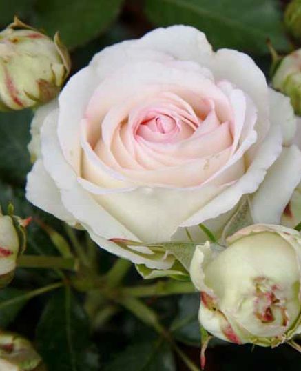 Açık Kök Aşılı Serra Pembe Beyaz Yediveren Gül Fidanı